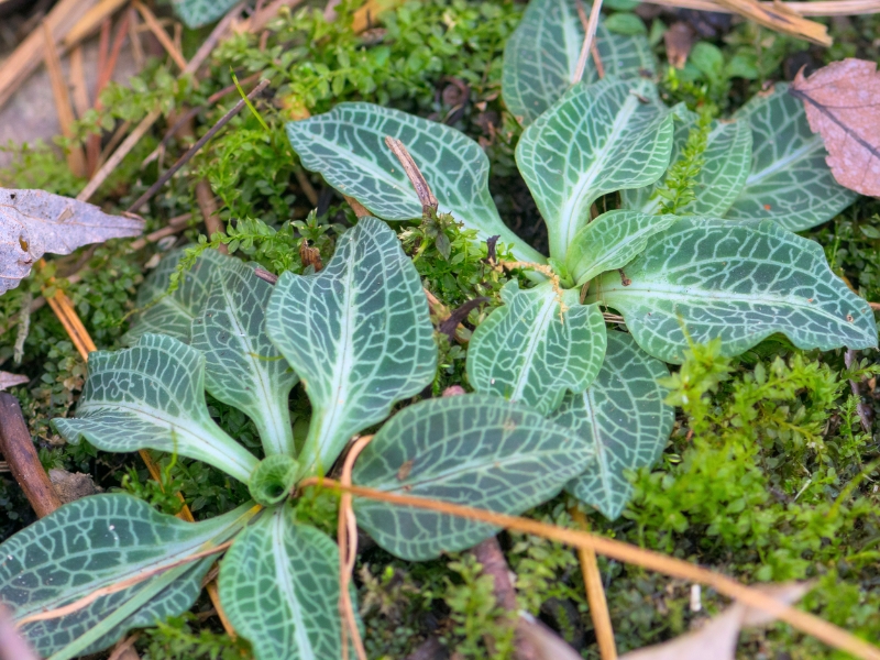 Downy Rattlesnake Plantain (Goodyera pubescens)