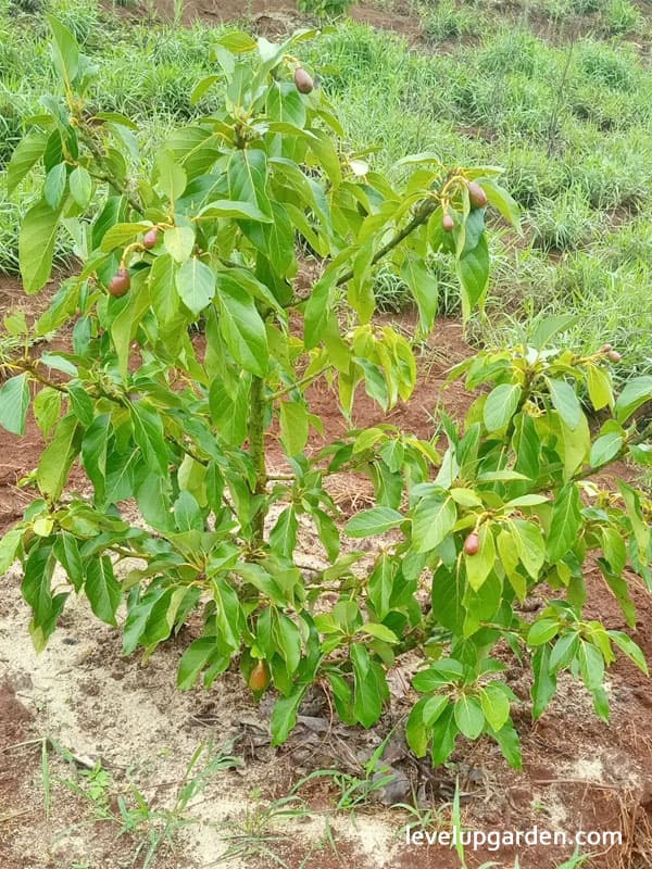 Hass Avocado Tree (Persea americana 'Hass') Information