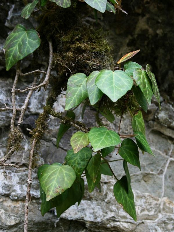 Persian Ivy (Hedera colchica)