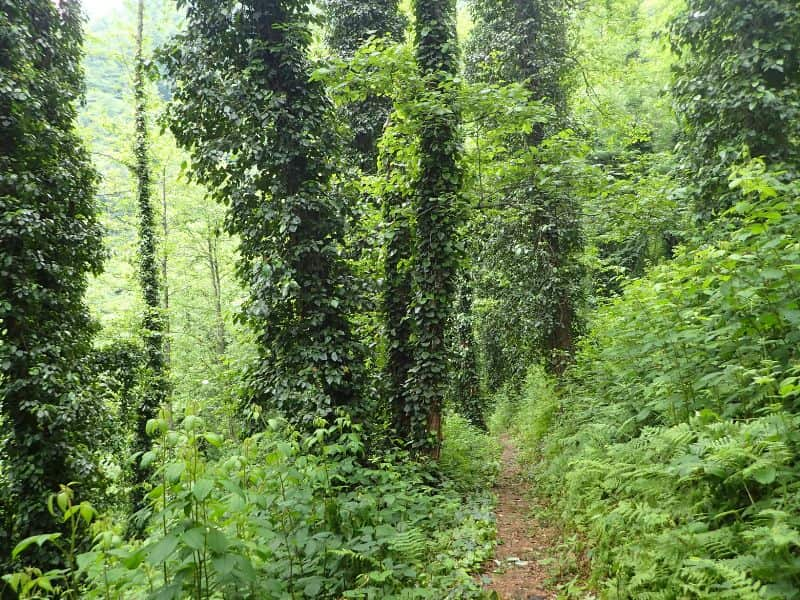 Persian Ivy (Hedera colchica)