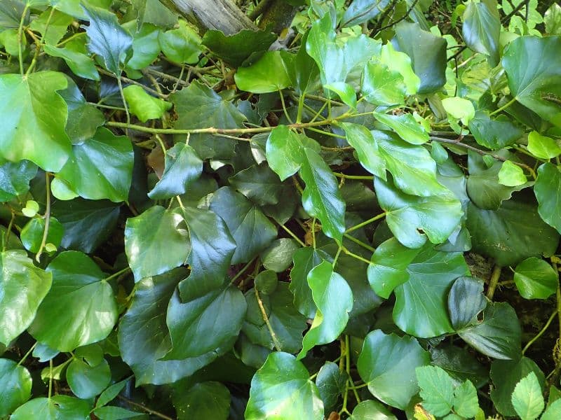 Persian Ivy (Hedera colchica)