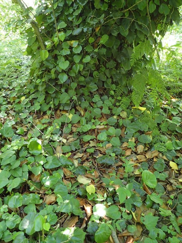 Persian Ivy (Hedera colchica)