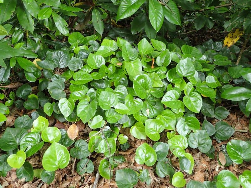 Persian Ivy (Hedera colchica)