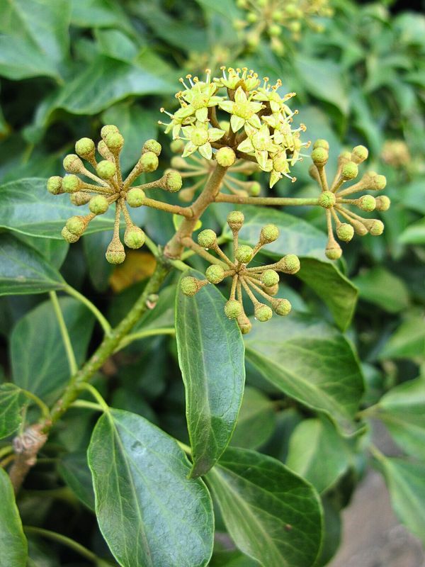 Japanese Ivy (Hedera rhombea)