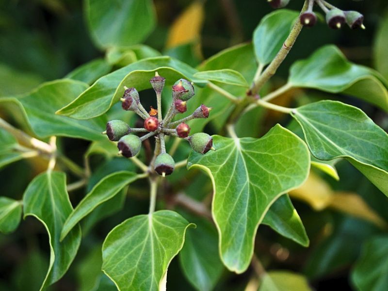 Japanese Ivy (Hedera rhombea)