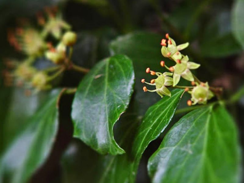 Japanese Ivy (Hedera rhombea)