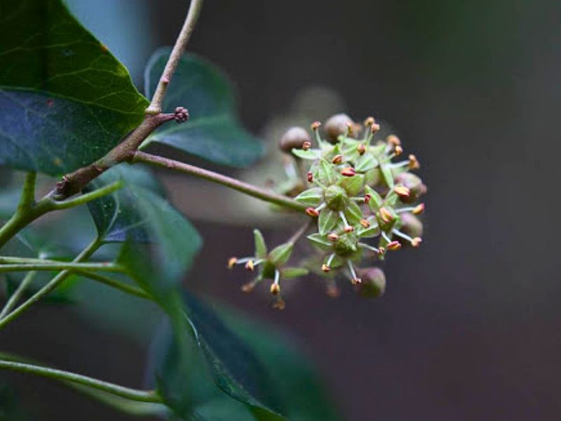 Japanese Ivy (Hedera rhombea)