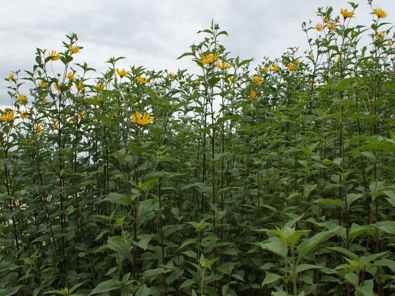 Jerusalem Artichoke (Helianthus tuberosus)