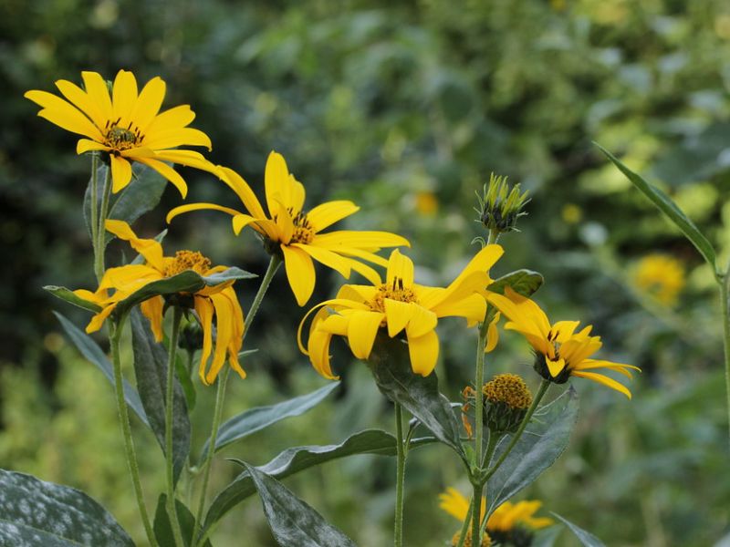 Jerusalem Artichoke (Helianthus tuberosus)