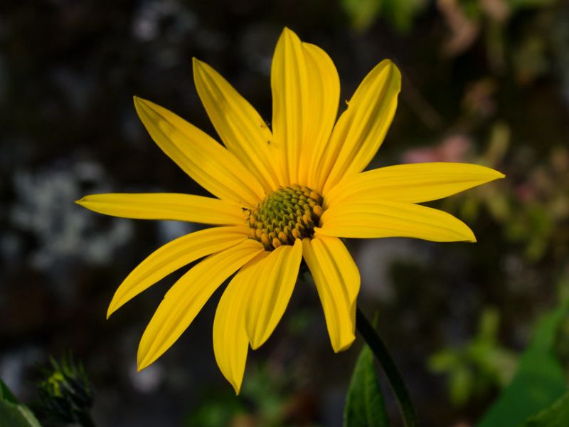 Jerusalem Artichoke (Helianthus tuberosus)