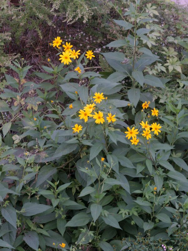 Jerusalem Artichoke (Helianthus tuberosus)