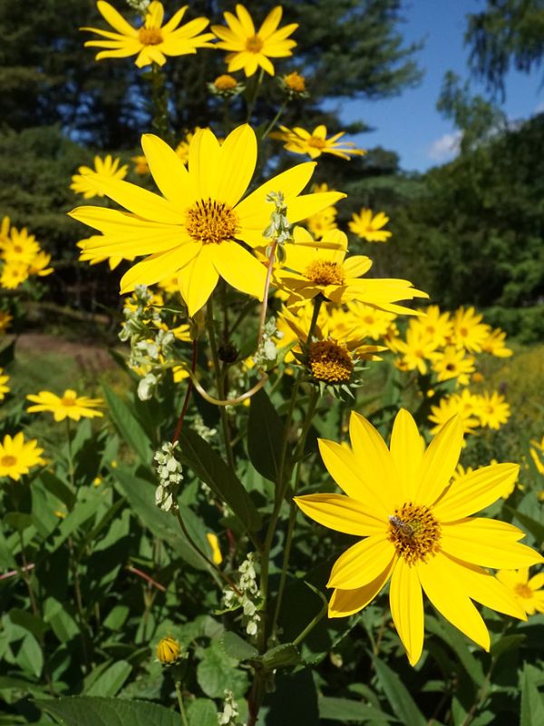 Jerusalem Artichoke (Helianthus tuberosus)