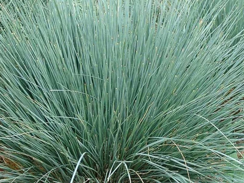 Blue Oats Grass (Helictotrichon sempervirens)