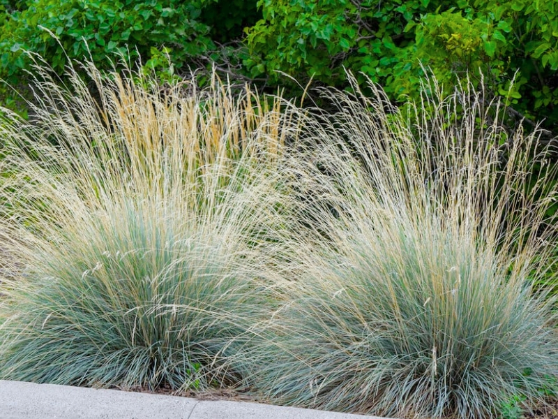 Blue Oats Grass (Helictotrichon sempervirens)