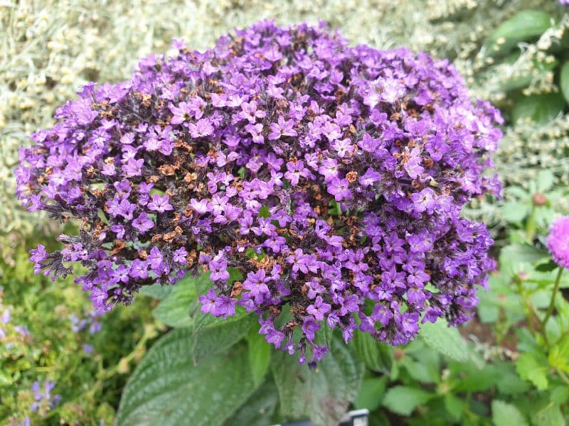 Heliotrope (Heliotropium arborescens)