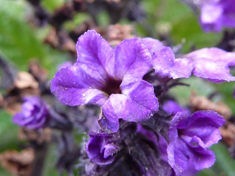 Heliotrope (Heliotropium arborescens)