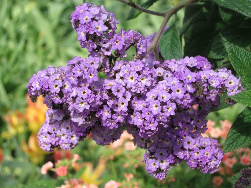 Heliotrope (Heliotropium arborescens)