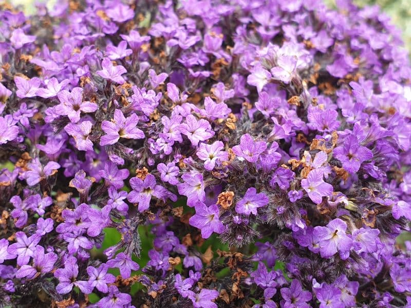 Heliotrope (Heliotropium arborescens)