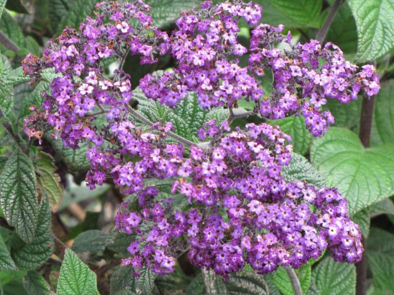 Heliotrope (Heliotropium arborescens)