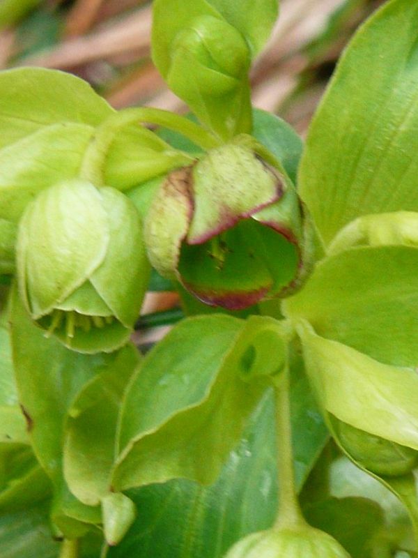 Stinking Hellebore (Helleborus foetidus) 2 Stinking Hellebore (Helleborus foetidus)