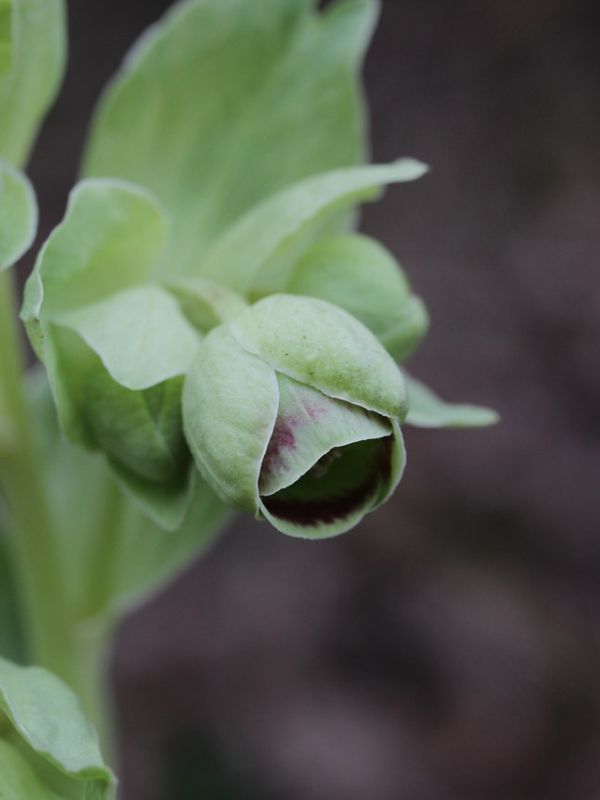 Stinking Hellebore (Helleborus foetidus) 3 Stinking Hellebore (Helleborus foetidus)