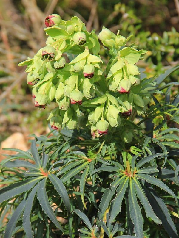 Stinking Hellebore (Helleborus foetidus) 5 Stinking Hellebore (Helleborus foetidus)