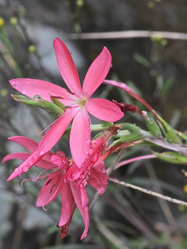 River Lily (Hesperantha coccinea)