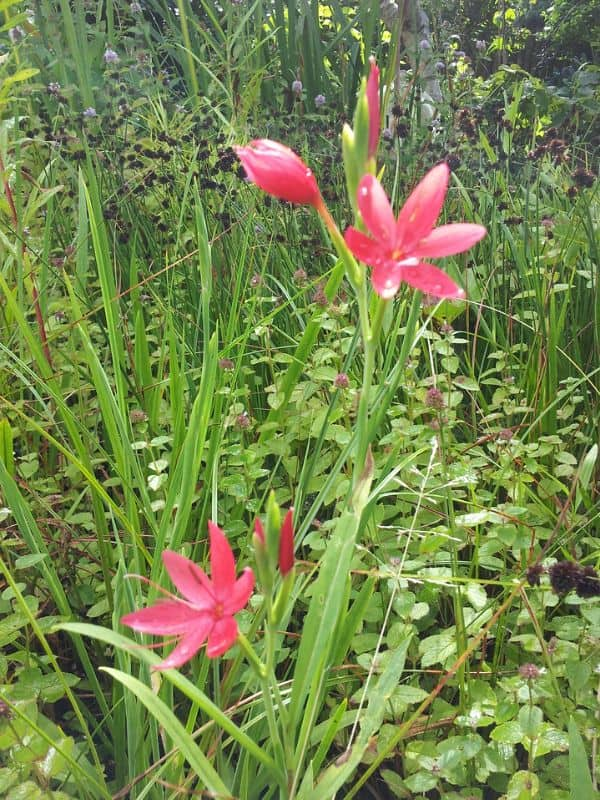 River Lily (Hesperantha coccinea)