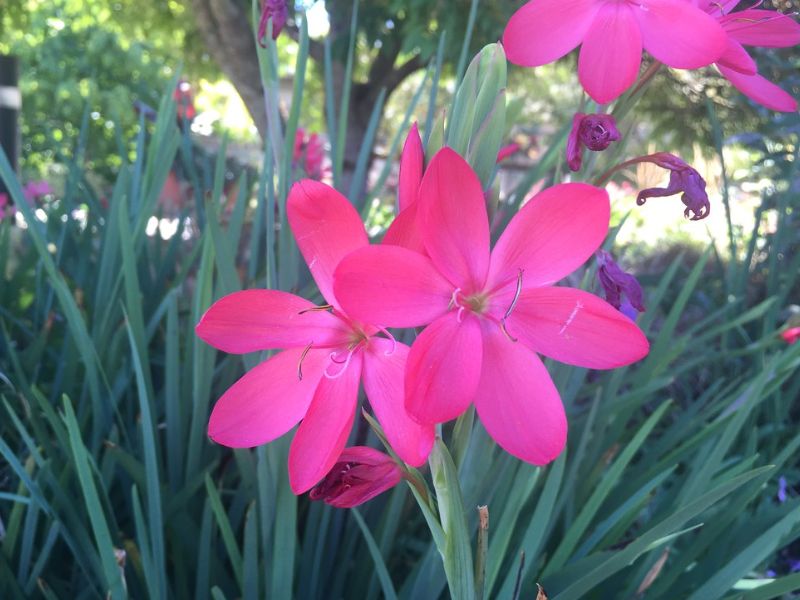 River Lily (Hesperantha coccinea)