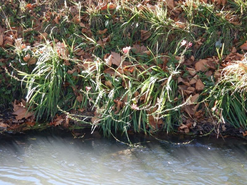 River Lily (Hesperantha coccinea)