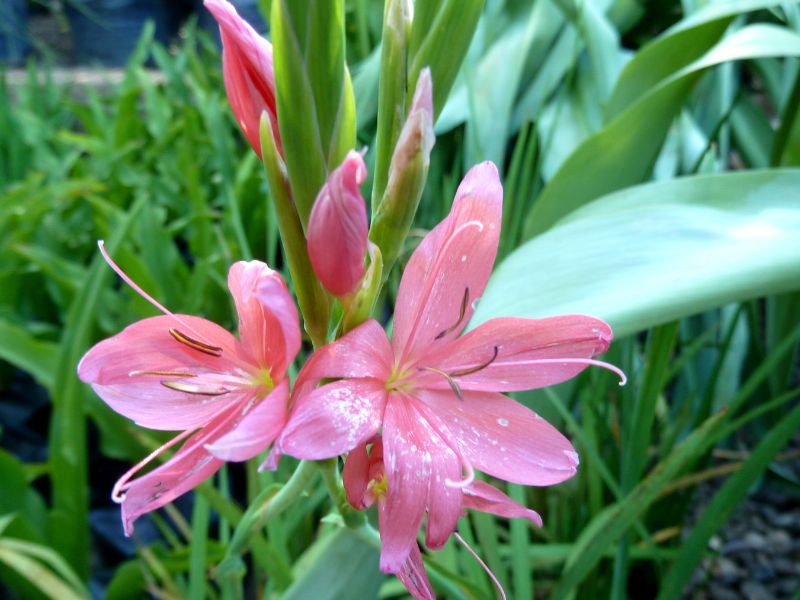 River Lily (Hesperantha coccinea)