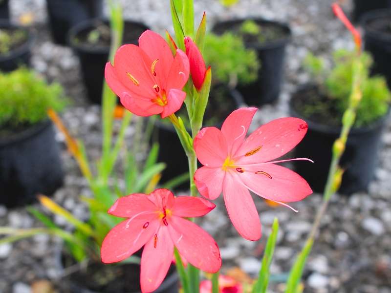 River Lily (Hesperantha coccinea)