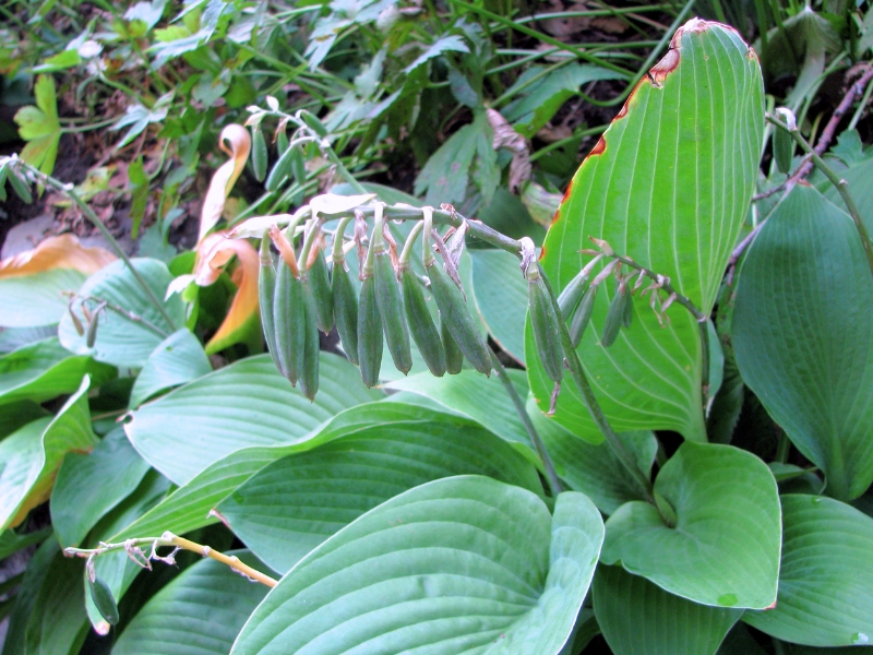 Fragrant Plantain-lily (Hosta plantaginea)