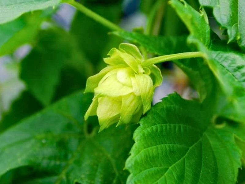 Common Hop (Humulus lupulus)