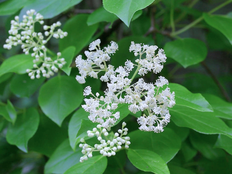 Woodvamp (Climbing Hydrangea, Hydrangea barbara)