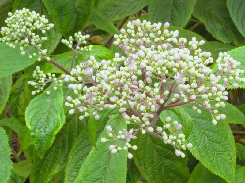 Chinese Quinine (Hydrangea febrifuga)