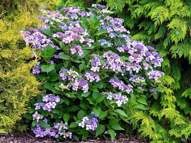 Mountain Hydrangea (Hydrangea serrata)