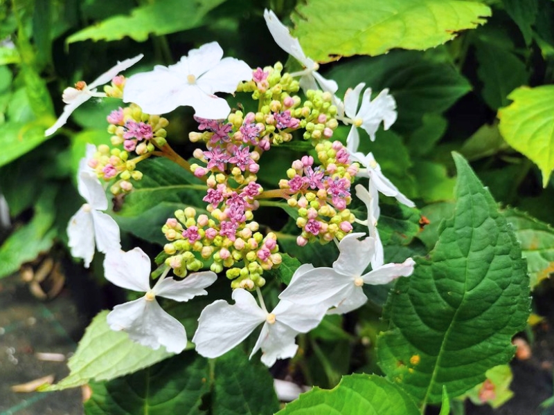 Mountain Hydrangea (Hydrangea serrata)