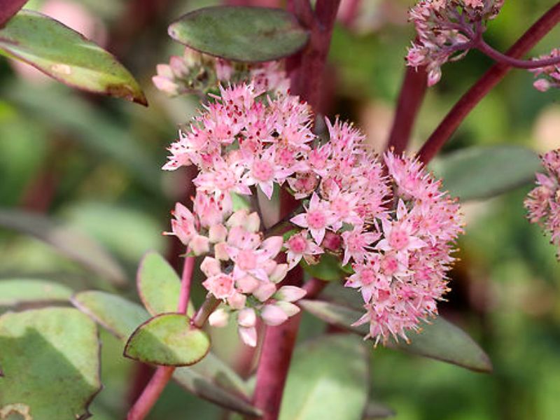 Allegheny Stonecrop (Hylotelephium telephioides) 4 Allegheny Stonecrop (Hylotelephium telephioides)