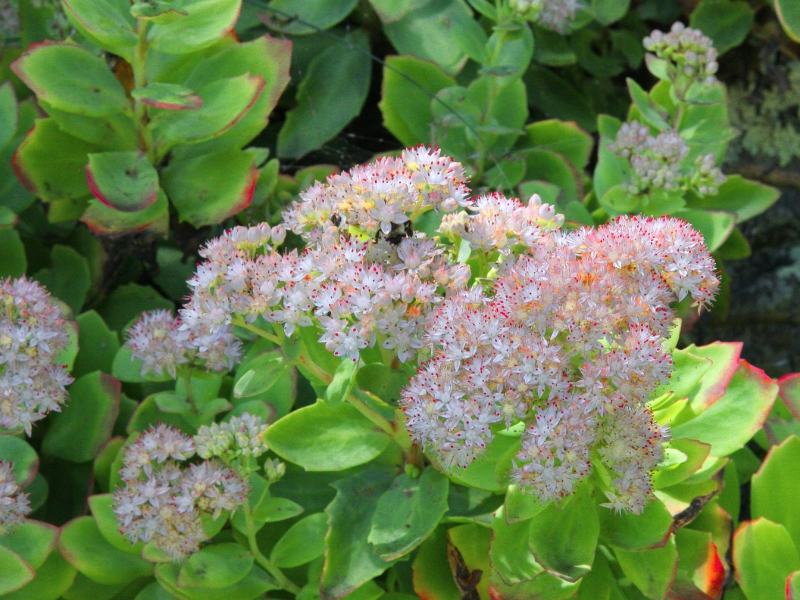 Allegheny Stonecrop (Hylotelephium telephioides)