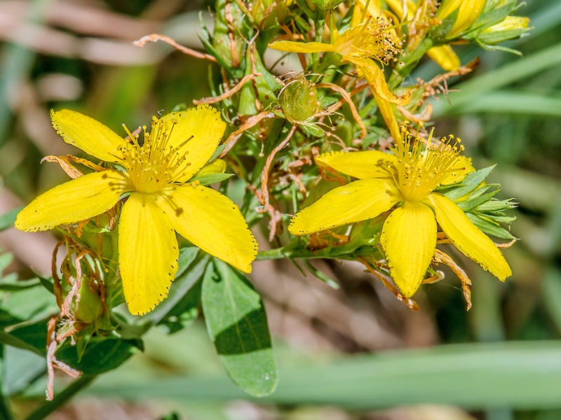 Common St. John's-wort (Hypericum perforatum)