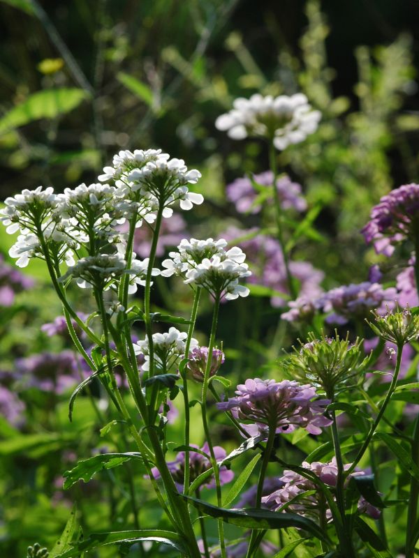 Globe Candytuft (Iberis umbellata)