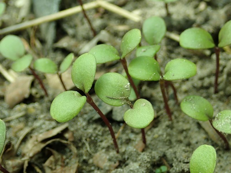 Globe Candytuft (Iberis umbellata)