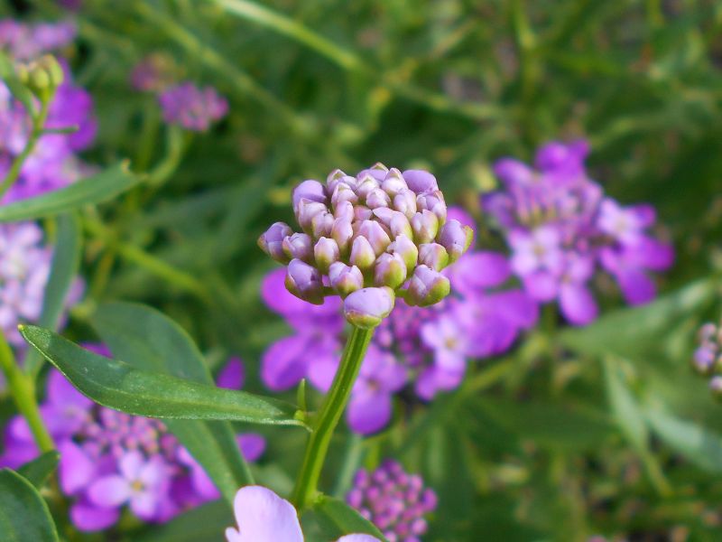 Globe Candytuft (Iberis umbellata)