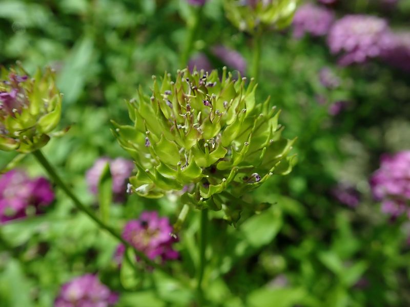 Globe Candytuft (Iberis umbellata)