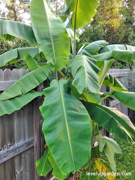 Ice Cream Banana Tree (Musa acuminata × balbisiana 'Blue Java')