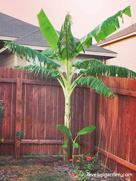 Ice Cream Banana Tree (Musa acuminata × balbisiana 'Blue Java')