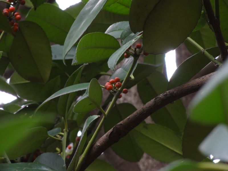 Lusterleaf Holly (Ilex latifolia)