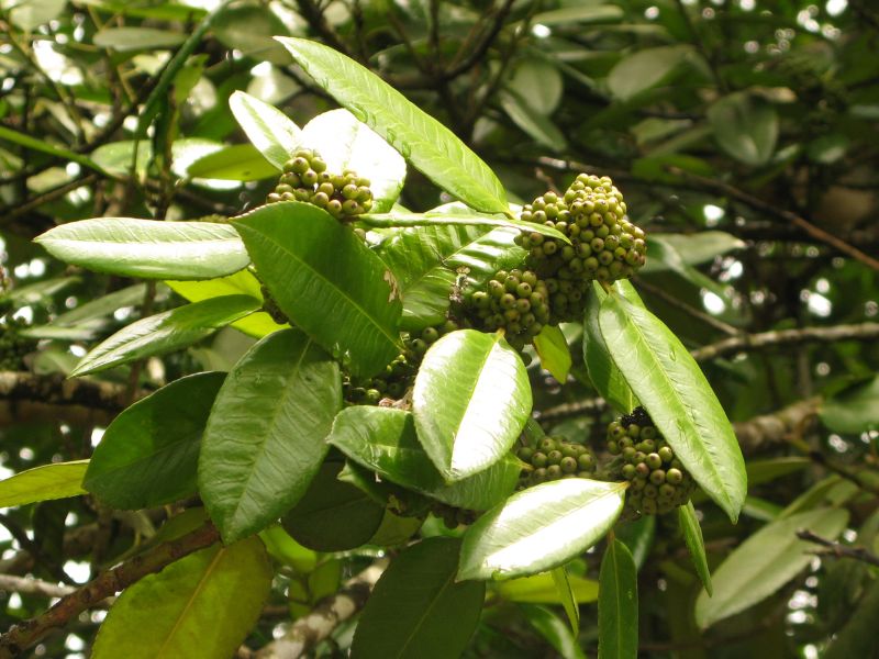 Lusterleaf Holly (Ilex latifolia)