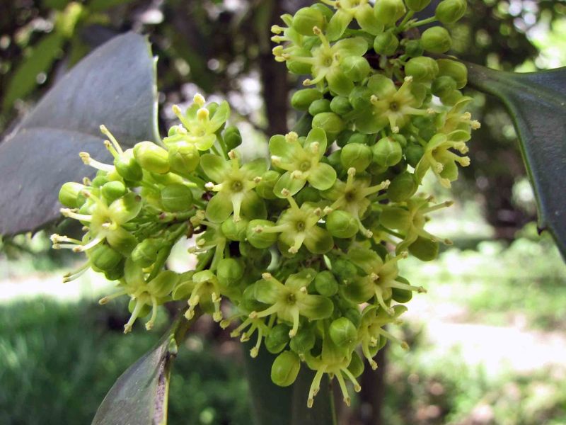 Lusterleaf Holly (Ilex latifolia)